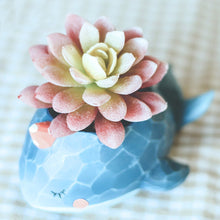 Cute Whale Resin Succulent Pot